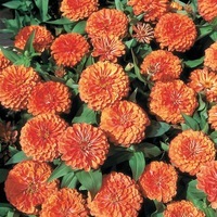  ZINNIA DOUBLE ZINNIA DOUBLE-DREAMLAND F1 (Zinnia elegans (ou Zinnia violaceae))-orange saumon - Graineterie A. DUCRETTET