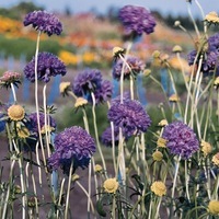 Graines de fleurs SCABIEUSE QIS (Scabiosa atropurpurea) - Graineterie A. DUCRETTET