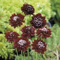 Graines de fleurs SCABIEUSE QIS (Scabiosa atropurpurea) - Graineterie A. DUCRETTET