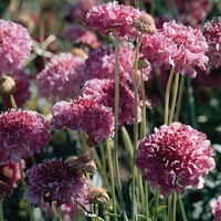  SCABIEUSE SCABIEUSE-QIS (Scabiosa atropurpurea)-saumon rose - Graineterie A. DUCRETTET