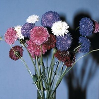  SCABIEUSE SCABIEUSE-QIS (Scabiosa atropurpurea)-mélange spécial - Graineterie A. DUCRETTET