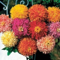 Graines de fleurs ZINNIA DOUBLE A FLEURS DE CHRYSANTHEME (Zinnia elegans (ou Zinnia violaceae)) - Graineterie A. DUCRETTET
