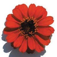  ZINNIA A PETITES FLEURS ZINNIA A PETITES FLEURS-PROFUSION F1 (Zinnia marylandica)-fire - Graineterie A. DUCRETTET