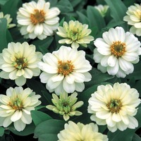  ZINNIA A PETITES FLEURS ZINNIA A PETITES FLEURS-PROFUSION F1 (Zinnia marylandica)-double blanc - Graineterie A. DUCRETTET