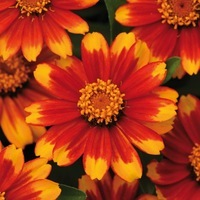 Graines de fleurs ZINNIA A PETITES FLEURS ZAHARA F1 (Zinnia marylandica) - Graineterie A. DUCRETTET
