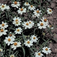 Graines de fleurs ZINNIA A PETITES FLEURS STAR (Zinnia angustifolia ou linearis) - Graineterie A. DUCRETTET