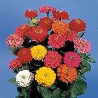  ZINNIA DOUBLE ZINNIA DOUBLE-LILLIPUT SUNBOW (Zinnia elegans (ou Zinnia violaceae))-mélange - Graineterie A. DUCRETTET