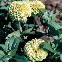  ZINNIA DOUBLE ZINNIA DOUBLE-RAINETTE (Zinnia elegans (ou Zinnia violaceae))-vert Chartreuse - Graineterie A. DUCRETTET