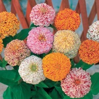 Graines de fleurs ZINNIA DOUBLE PEPPERMINT (Zinnia elegans (ou Zinnia violaceae)) - Graineterie A. DUCRETTET
