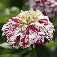 Graines de fleurs ZINNIA DOUBLE POP ART (Zinnia elegans (ou Zinnia violaceae)) - Graineterie A. DUCRETTET