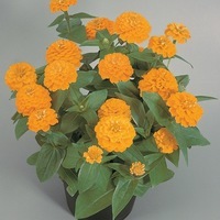  ZINNIA DOUBLE ZINNIA DOUBLE-ZINNITA (Zinnia elegans (ou Zinnia violaceae))-jaune - Graineterie A. DUCRETTET