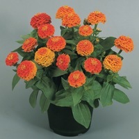  ZINNIA DOUBLE ZINNIA DOUBLE-ZINNITA (Zinnia elegans (ou Zinnia violaceae))-orange - Graineterie A. DUCRETTET