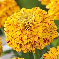 Graines de fleurs ZINNIA DOUBLE POP ART (Zinnia elegans (ou Zinnia violaceae)) - Graineterie A. DUCRETTET