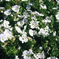 Graines de fleurs VERONIQUE REPENS (Veronica repens) - Graineterie A. DUCRETTET