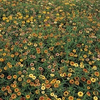  ZINNIA A PETITES FLEURS ZINNIA A PETITES FLEURS-TAPIS PERSAN (Zinnia haageana ou mexicana)-mélange - Graineterie A. DUCRETTET