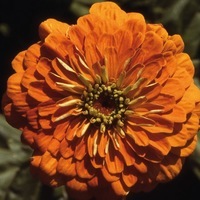  ZINNIA DOUBLE ZINNIA DOUBLE-SUPER YOGA A FLEURS DE DAHLIA (Zinnia elegans (ou Zinnia violaceae))-orange - Graineterie A. DUCRETTET