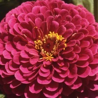  ZINNIA DOUBLE ZINNIA DOUBLE-SUPER YOGA A FLEURS DE DAHLIA (Zinnia elegans (ou Zinnia violaceae))-pourpre - Graineterie A. DUCRETTET