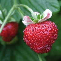 Graines potagères FRAISE A FRUITS CHARNUS MIGNONETTE - Graineterie A. DUCRETTET