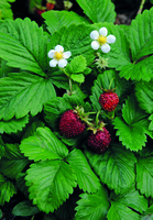 Graines de fleurs FRAISE DES BOIS Des quatre saisons RUEGEN (Fragaria) - Graineterie A. DUCRETTET