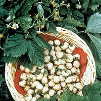 Graines potagères FRAISE DES BOIS Des Alpes YELLOW WONDER (Fragaria) - Graineterie A. DUCRETTET