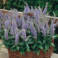 Graines de fleurs VERONIQUE BLUE BOUQUET (Veronica spicata) - Graineterie A. DUCRETTET