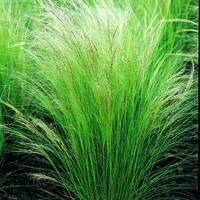  GRAMINEES VIVACES GRAMINEES VIVACES-Stipa PONY TAILS (Stipa tenuissima)-vert argenté - Graineterie A. DUCRETTET