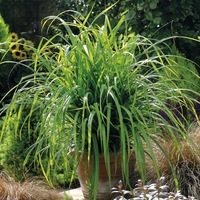 Graines de fleurs GRAMINEES ANNUELLES Carex FRESH LOOK (Carex pendula) - Graineterie A. DUCRETTET