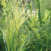 Graines de fleurs GRAMINEES ANNUELLES PANICUM SPARKLING FOUNTAIN (Panicum virgatum) - Graineterie A. DUCRETTET