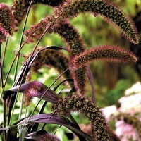  GRAMINEES ANNUELLES GRAMINEES ANNUELLES-SETARIA RED JEWEL (Setaria italica)-pourpre. - Graineterie A. DUCRETTET