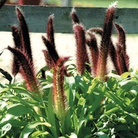 Graines de fleurs GRAMINEES ANNUELLES MILLET PRINCESSE JADE (Pennisetum glaucum) - Graineterie A. DUCRETTET