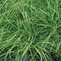 Graines de fleurs GRAMINEES ANNUELLES Carex FROSTED CURLS (Carex albula) - Graineterie A. DUCRETTET