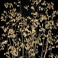 Graines de fleurs Vivaces - GRAMINEES VIVACES - Graineterie A. DUCRETTET