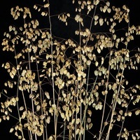 Graines de fleurs GRAMINEES VIVACES Briza media (Briza media) - Graineterie A. DUCRETTET