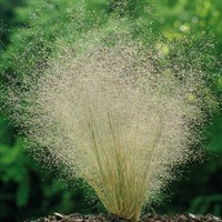  GRAMINEES ANNUELLES GRAMINEES ANNUELLES-Agrostis nebulosa (Agrostis nebulosa)-vert - Graineterie A. DUCRETTET