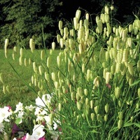 Graines de fleurs GRAMINEES ANNUELLES Briza maxima (Briza maxima) - Graineterie A. DUCRETTET