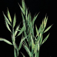 Graines de fleurs GRAMINEES ANNUELLES Bromus macrostachys (Bromus macrostachys) - Graineterie A. DUCRETTET