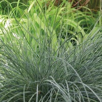 Graines de fleurs GRAMINEES VIVACES Festuca glauca (Festuca cinerea) - Graineterie A. DUCRETTET