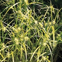 Graines de fleurs GRAMINEES VIVACES Carex grayii (Carex grayii) - Graineterie A. DUCRETTET