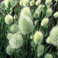 Graines de fleurs GRAMINEES ANNUELLES LAGURUS (Lagurus ovatus) - Graineterie A. DUCRETTET
