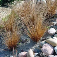 Graines de fleurs GRAMINEES VIVACES Carex RED ROOSTER (Carex buchananii) - Graineterie A. DUCRETTET