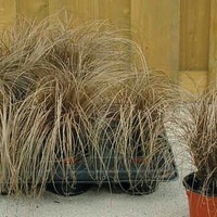  GRAMINEES VIVACES GRAMINEES VIVACES-Carex BRONCO (Carex comans)-bronze - Graineterie A. DUCRETTET