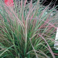  GRAMINEES VIVACES GRAMINEES VIVACES-Stipa PHEASANT TAILS (ou SIROCCO) (Stipa arundinacea Anemanthele lessoniana)-bicolore - Graineterie A. DUCRETTET