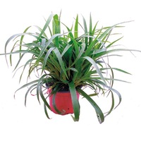 Graines de fleurs GRAMINEES VIVACES Luzule Starmaker (Luzula sylvatica) - Graineterie A. DUCRETTET