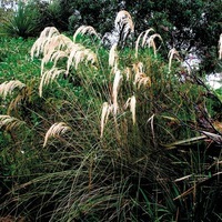 Graines de fleurs GRAMINEES VIVACES Cortaderia richardii (Cortaderia richardii) - Graineterie A. DUCRETTET