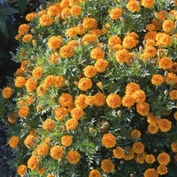 Graines de fleurs OEILLET D'INDE MOWGLI (Tagetes patula nana) - Graineterie A. DUCRETTET