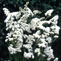  STATICE ANNUEL STATICE ANNUEL-FOREVER (Limonium sinuatum)-blanc pur - Graineterie A. DUCRETTET