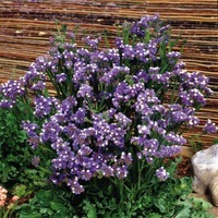  STATICE ANNUEL STATICE ANNUEL-FOREVER (Limonium sinuatum)-bleu foncé - Graineterie A. DUCRETTET