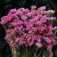  STATICE ANNUEL STATICE ANNUEL-FOREVER (Limonium sinuatum)-rose foncé - Graineterie A. DUCRETTET