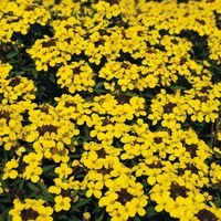 Graines de fleurs GIROFLEE RAVENELLE GOLD CUP (Erysimum suffruticosum) - Graineterie A. DUCRETTET