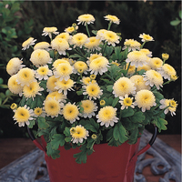  CHRYSANTHEME PARTHENIUM CHRYSANTHEME PARTHENIUM-SANTANA (Chrysanthemum parthenium)-jaune citron - Graineterie A. DUCRETTET